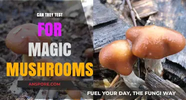 Can Magic Mushrooms Be Detected? Testing Methods and Limitations Explained