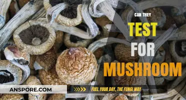 Can They Test for Mushroom Use? Detection Methods and Accuracy Explained