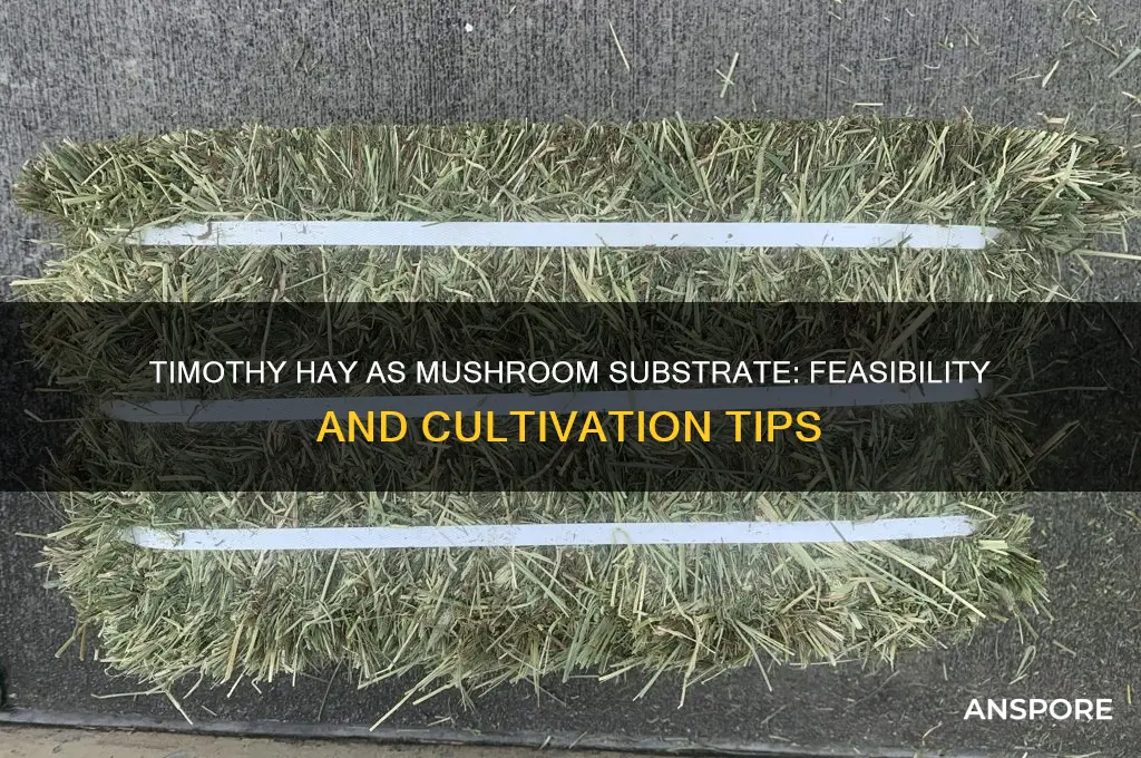 can timothy hay be used as a mushroom substrate