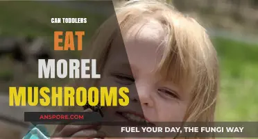 Can Toddlers Safely Eat Morel Mushrooms? A Parent's Guide