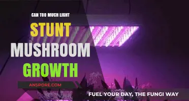 Excess Light: Hindering Mushroom Growth or Helping It Thrive?