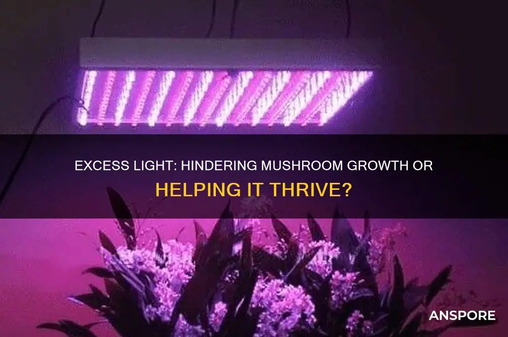 can too much light stunt mushroom growth
