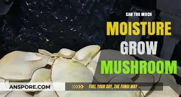 Excess Moisture and Mushroom Growth: What You Need to Know