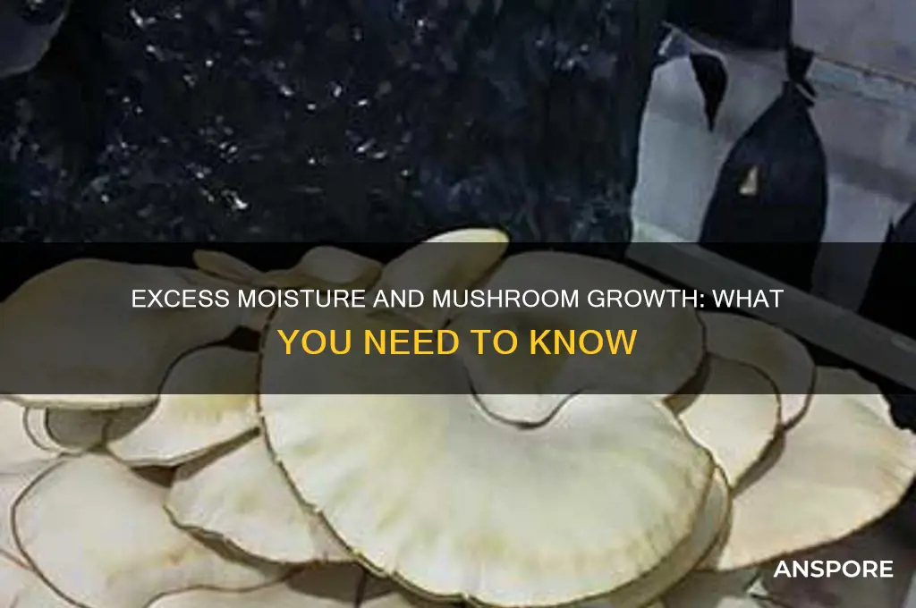 can too much moisture grow mushrooms