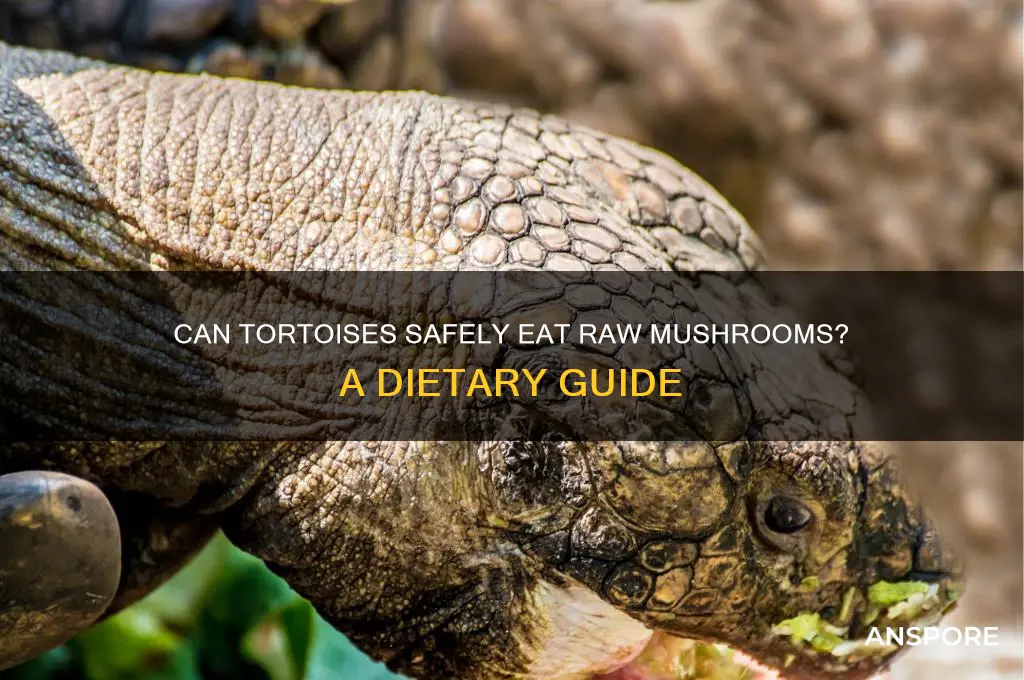 can tortoises eat raw mushrooms