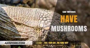 Can Tortoises Eat Mushrooms? Safety, Risks, and Dietary Guidelines