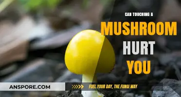 Can Touching Mushrooms Be Harmful? Risks and Safety Tips