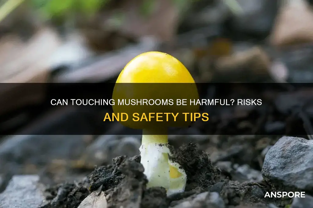 can touching a mushroom hurt you