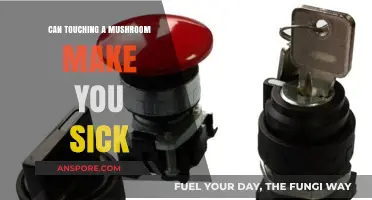 Can Touching Mushrooms Harm You? Risks and Myths Explained