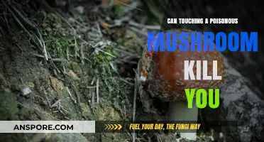 Touching Poisonous Mushrooms: Risks, Myths, and Potential Dangers Explained