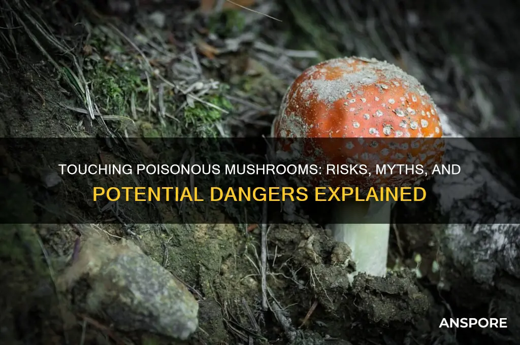can touching a poisonous mushroom kill you