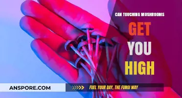 Can Touching Mushrooms Get You High? Debunking Myths and Facts