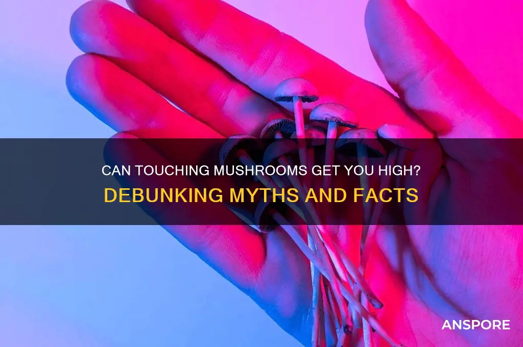 can touching mushrooms get you high