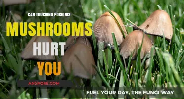 Can Touching Poisonous Mushrooms Harm You? Facts and Safety Tips