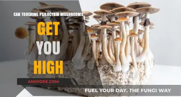 Can Touching Psilocybin Mushrooms Induce a Psychedelic High?