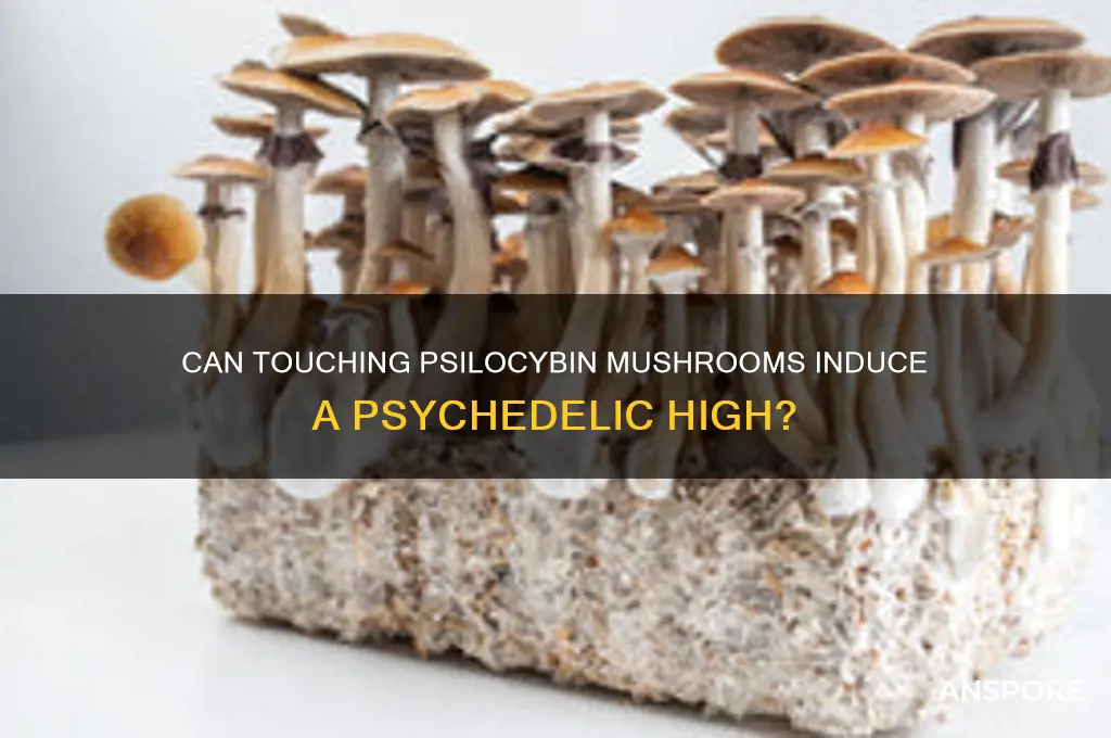 can touching psilocybin mushrooms get you high