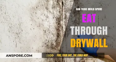 Can Toxic Mold Spore Penetrate Drywall? Facts and Risks Revealed