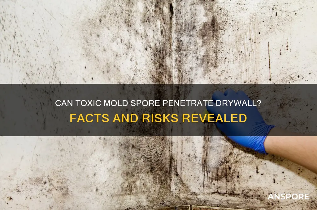 can toxic mold spore eat through drywall