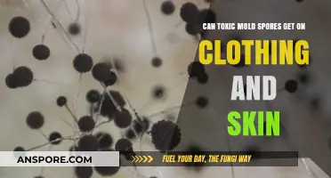 Toxic Mold Spores: Can They Stick to Clothing and Skin?