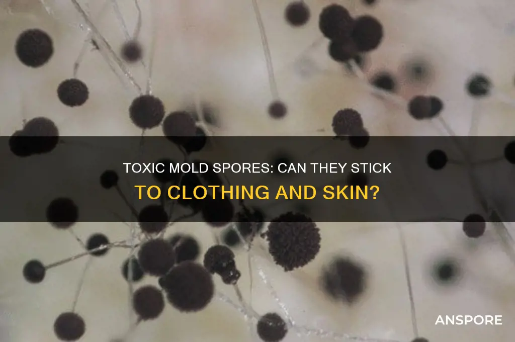 can toxic mold spores get on clothing and skin