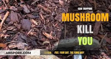 Can Tripping Mushrooms Be Fatal? Risks and Realities Explained