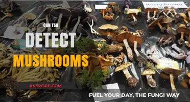 Can TSA Detect Mushrooms? Airport Security and Fungal Travel Rules