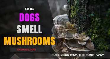 Can TSA Dogs Detect Mushrooms? Uncovering the Truth About Canine Abilities