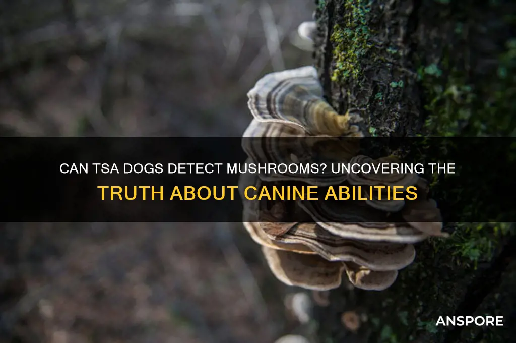 can tsa dogs smell mushrooms