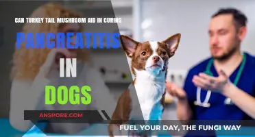 Turkey Tail Mushroom: A Potential Pancreatitis Cure for Dogs?
