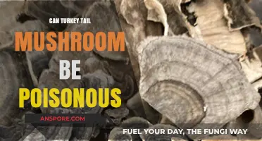 Is Turkey Tail Mushroom Safe? Debunking Poisonous Myths and Facts