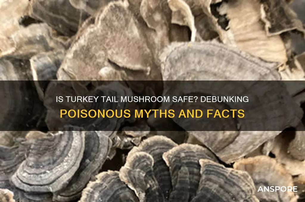 can turkey tail mushroom be poisonous