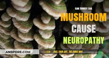 Turkey Tail Mushroom and Neuropathy: Uncovering Potential Risks and Benefits
