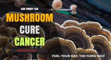 Turkey Tail Mushroom: Potential Cancer-Fighting Properties Explored