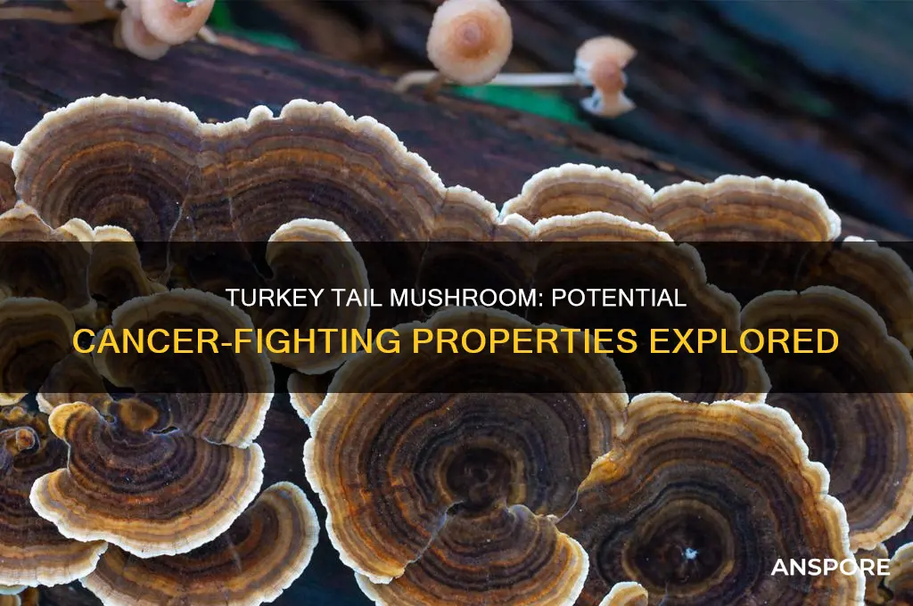 can turkey tail mushroom cure cancer