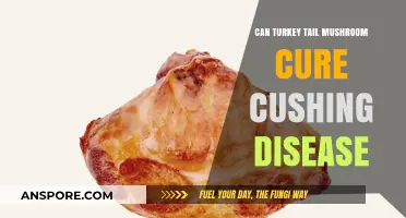 Can Turkey Tail Mushroom Cure Cushing's Disease? Exploring Potential Benefits