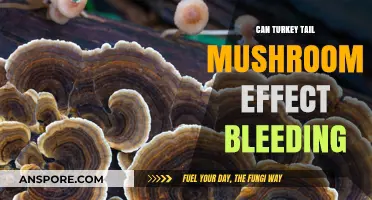 Turkey Tail Mushroom and Bleeding: Potential Effects and Considerations