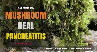 Turkey Tail Mushroom: A Potential Natural Remedy for Pancreatitis?