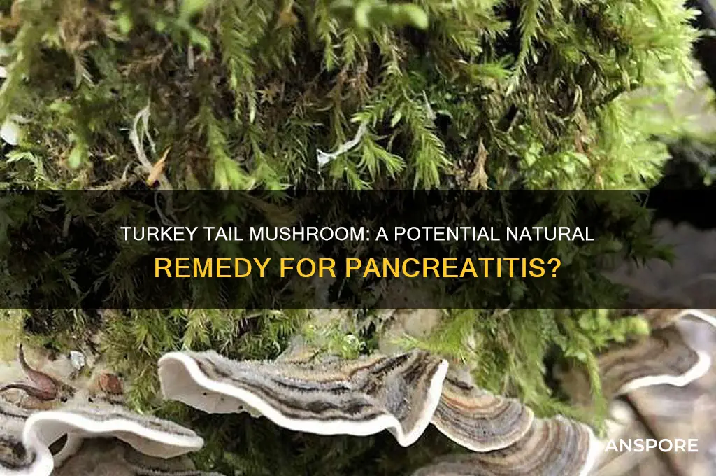 can turkey tail mushroom heal pancreatitis