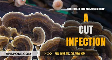 Turkey Tail Mushroom: A Natural Remedy for Cut Infections?
