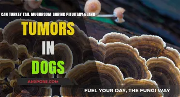 Turkey Tail Mushroom: Potential Pituitary Gland Tumor Shrinker for Dogs?