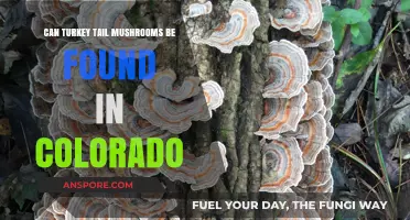 Discovering Turkey Tail Mushrooms in Colorado's Forests and Woodlands
