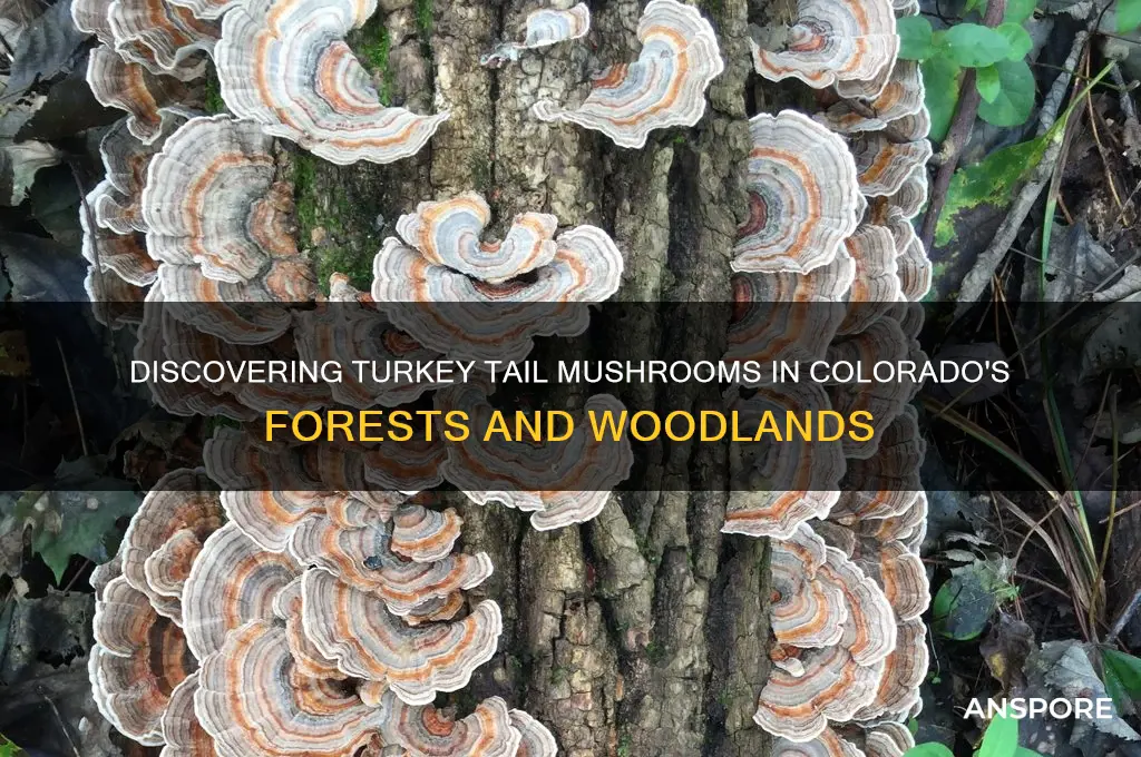 can turkey tail mushrooms be found in colorado