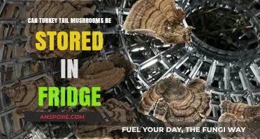 Storing Turkey Tail Mushrooms: Fridge Tips for Freshness and Longevity