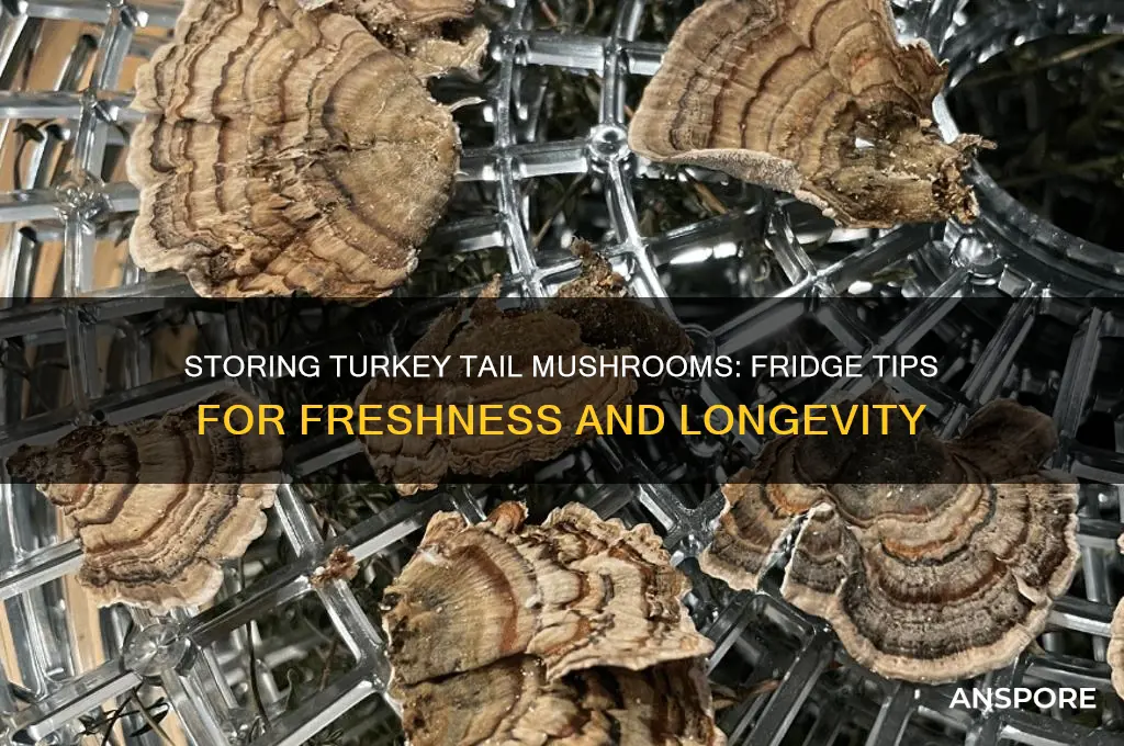 can turkey tail mushrooms be stored in fridge