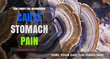 Turkey Tail Mushrooms and Stomach Pain: What You Need to Know