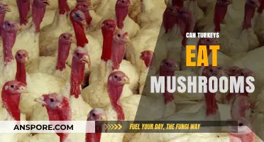 Can Turkeys Safely Eat Mushrooms? A Complete Feeding Guide