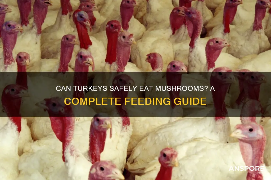 can turkeys eat mushrooms