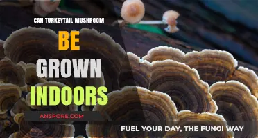Growing Turkey Tail Mushrooms Indoors: Tips for Successful Cultivation