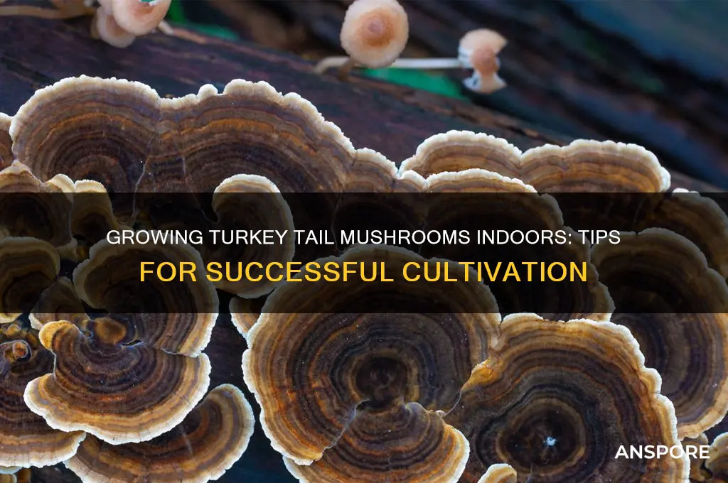 can turkeytail mushroom be grown indoors