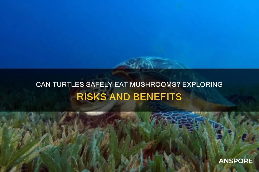 can turtles have mushrooms